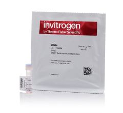 SYBR™ Gold Nucleic Acid Gel Stain (10,000X Concentrate in DMSO)