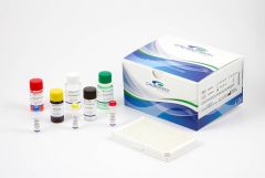 Calbiotech Vitamin B12 ELISA Test Kit 96W 